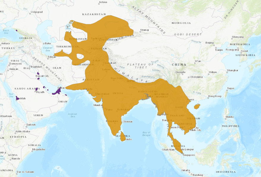 A map showing the distribution of Common Mynahs.