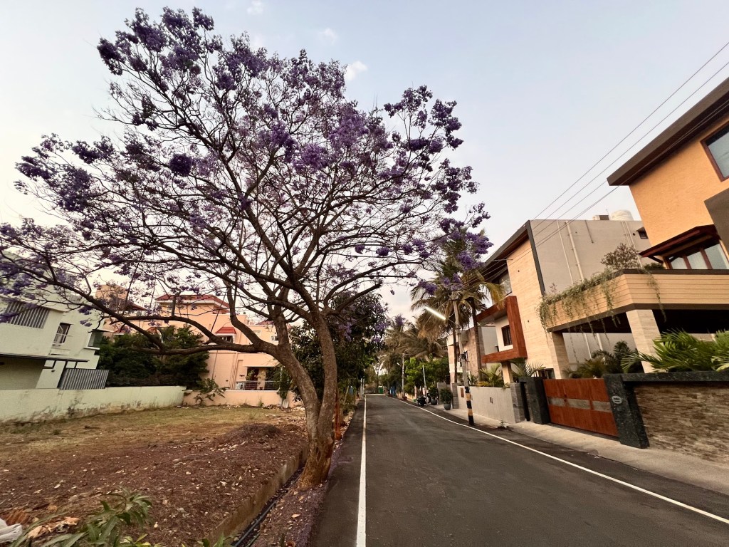 A picture of a Jacaranda tree in full bloom with purple flowers. 