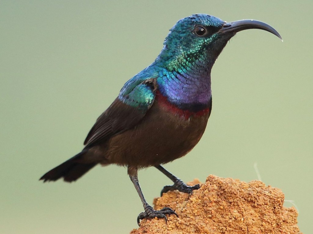A close up picture of a male Loten's sunbird showing its iridescence. 